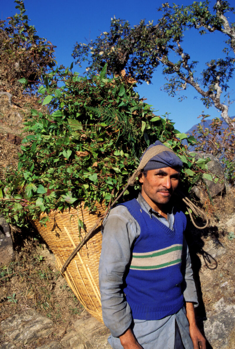Man in Nepal — Stock image of man with basket of hay he has picked for his animals. — Rural, men, man, faces, poor