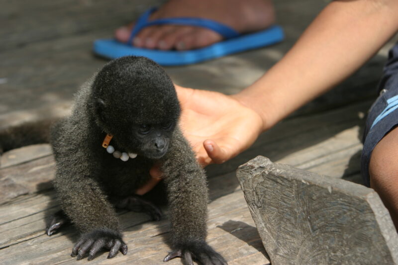 Pet Monkey in Pery — Pet monky in a Shipibo village in Peru — Ethnic Minority, Shipibo Indians, Ucayali River, Peru, Amazon