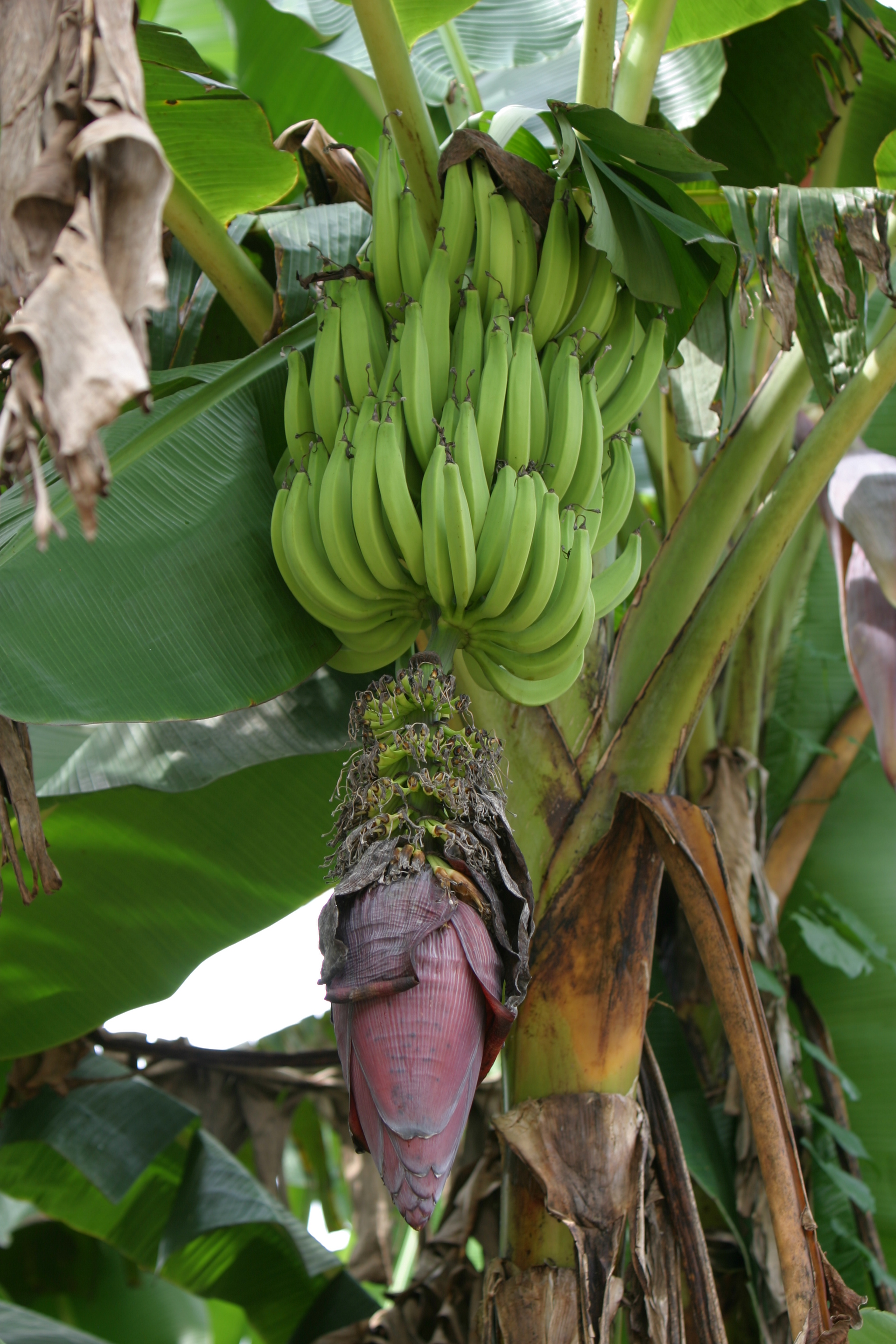 Bananas Ready to Pick in Peru