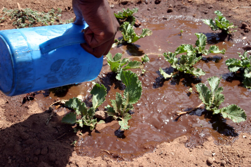 Water for vegetable garden in Africa — Irrigating vegetable garden in Tanzania — Tanzania, Africa, Hanang