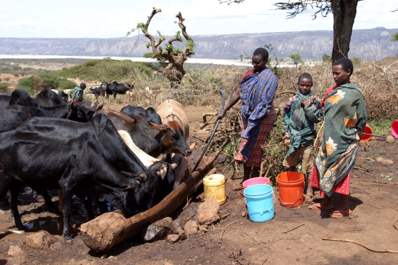 Water for Caos in Africa — Using water from the new gravity fed water system to supply water for their cows in Hanang, Tanzania — Tanzania, Africa, Hanang, w...