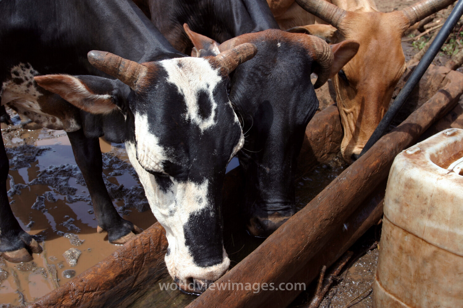 Water for Caos in Africa