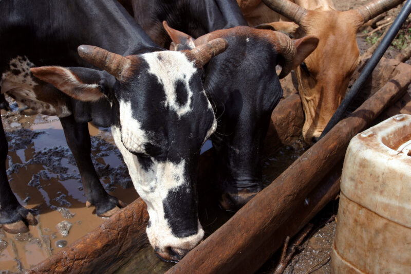 Water for Caos in Africa — Using water from the new gravity fed water system to supply water for their cows in Hanang, Tanzania — Tanzania, Africa, Hanang, w...