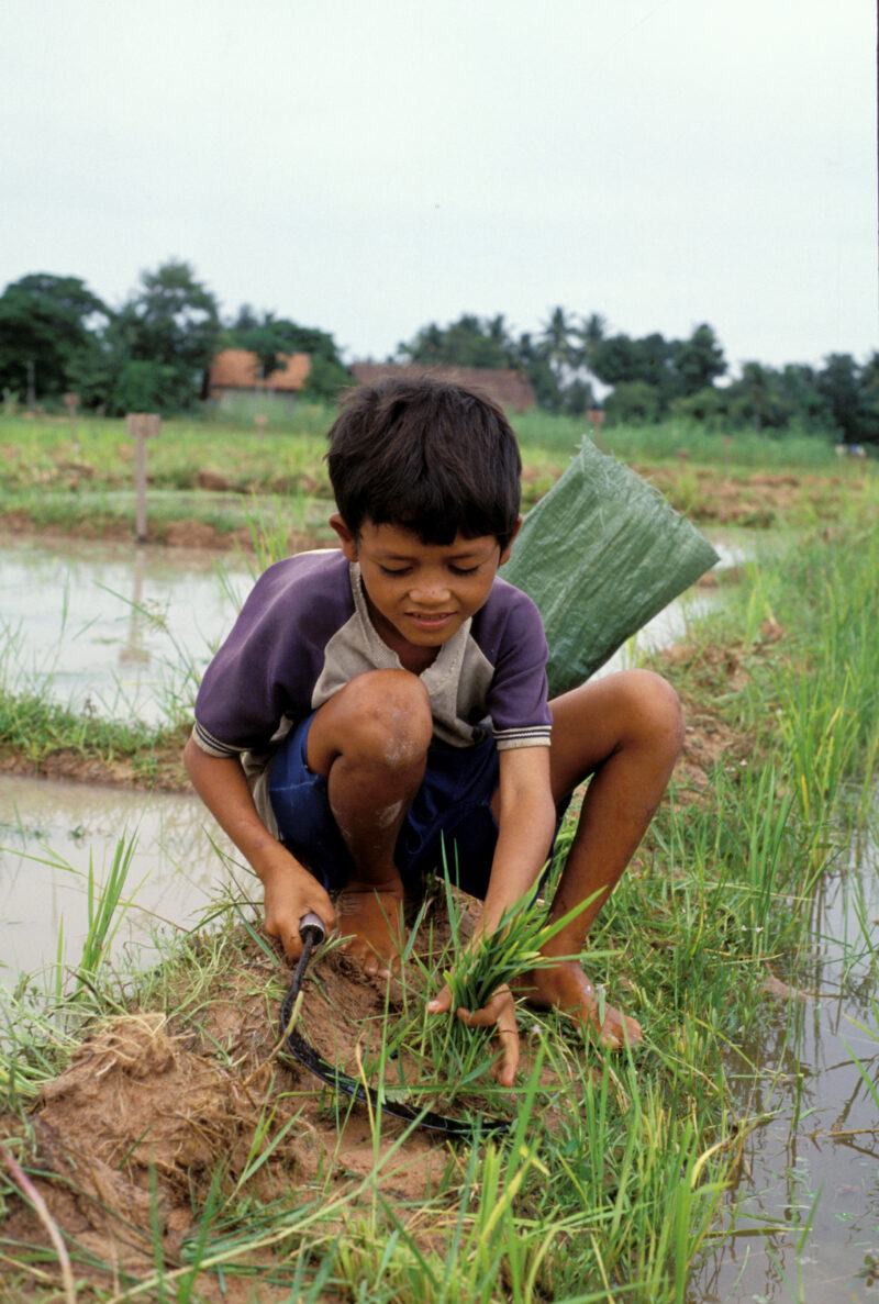 Cutting Grass — Young boy cuts grass for his animals back home — Cambodia, boy, child, cutting Grass