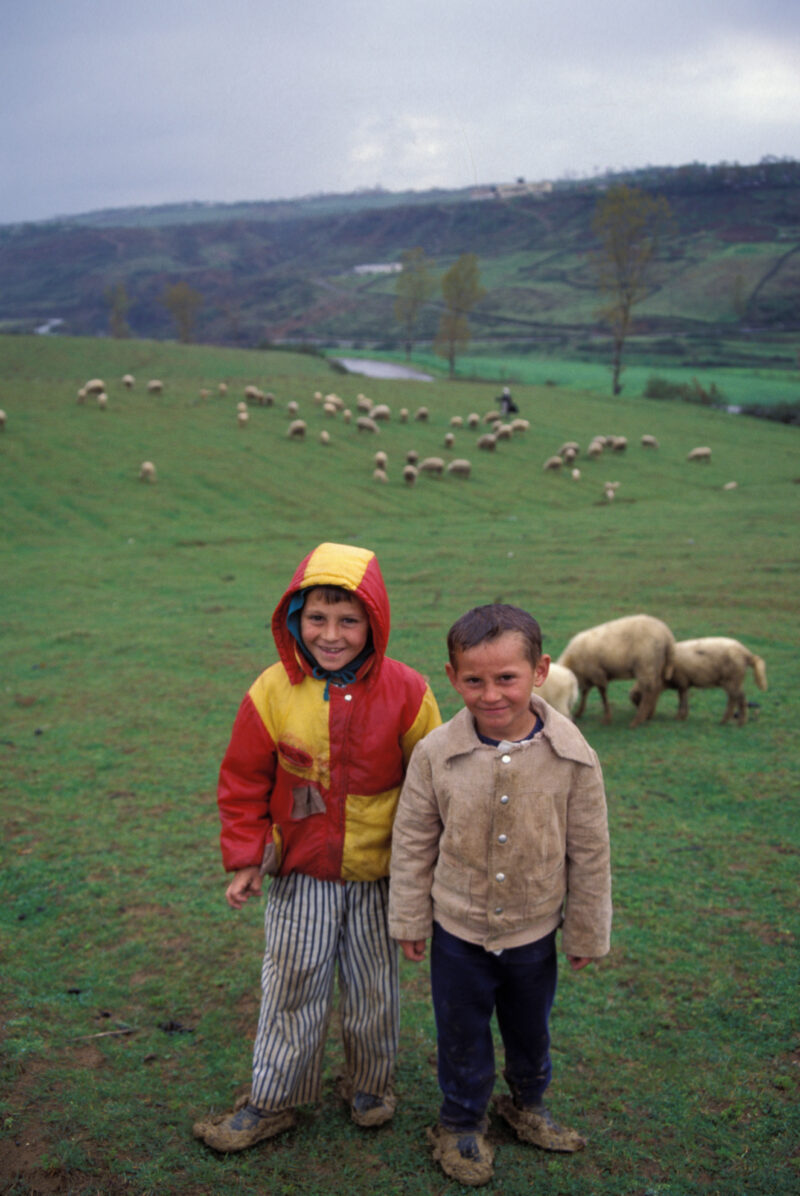Children in Albania — Boys in a field of sheep in Albania — Albania, boy, boys, children, field