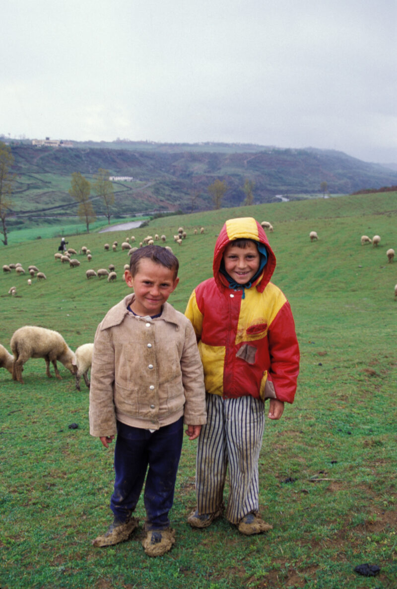 Children in Albania — Boys in a field of sheep in Albania — Albania, boy, boys, children, field
