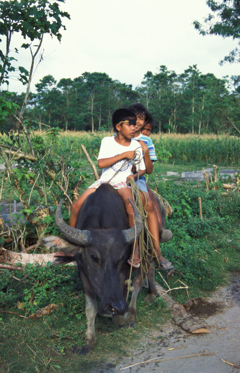 Riding a Water Buffalo — Children Ride a water buffalo in their remote village in the Philippines — Philippines, children, water buffalo