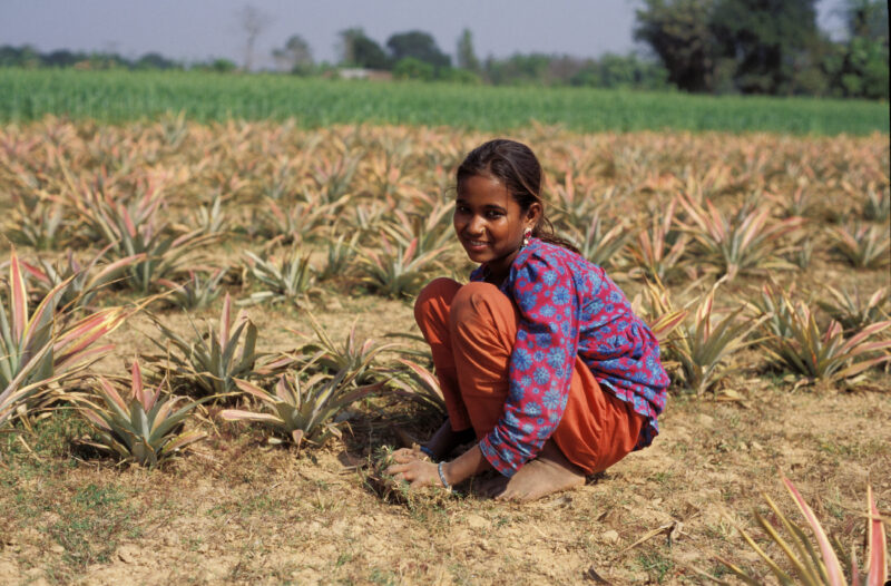 Girl in Bangladesh — Bangladesh, girl, agriculture, pineapple