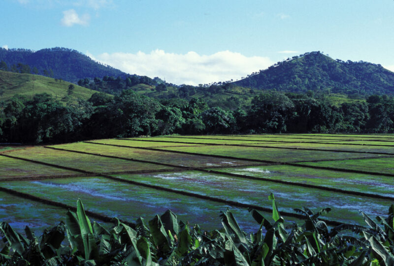 Rice Fields in The Domincan Republic — Beautiful green Rice fields in the Dominican Republic — Dominican Republic, fields, rice, green, agriculture