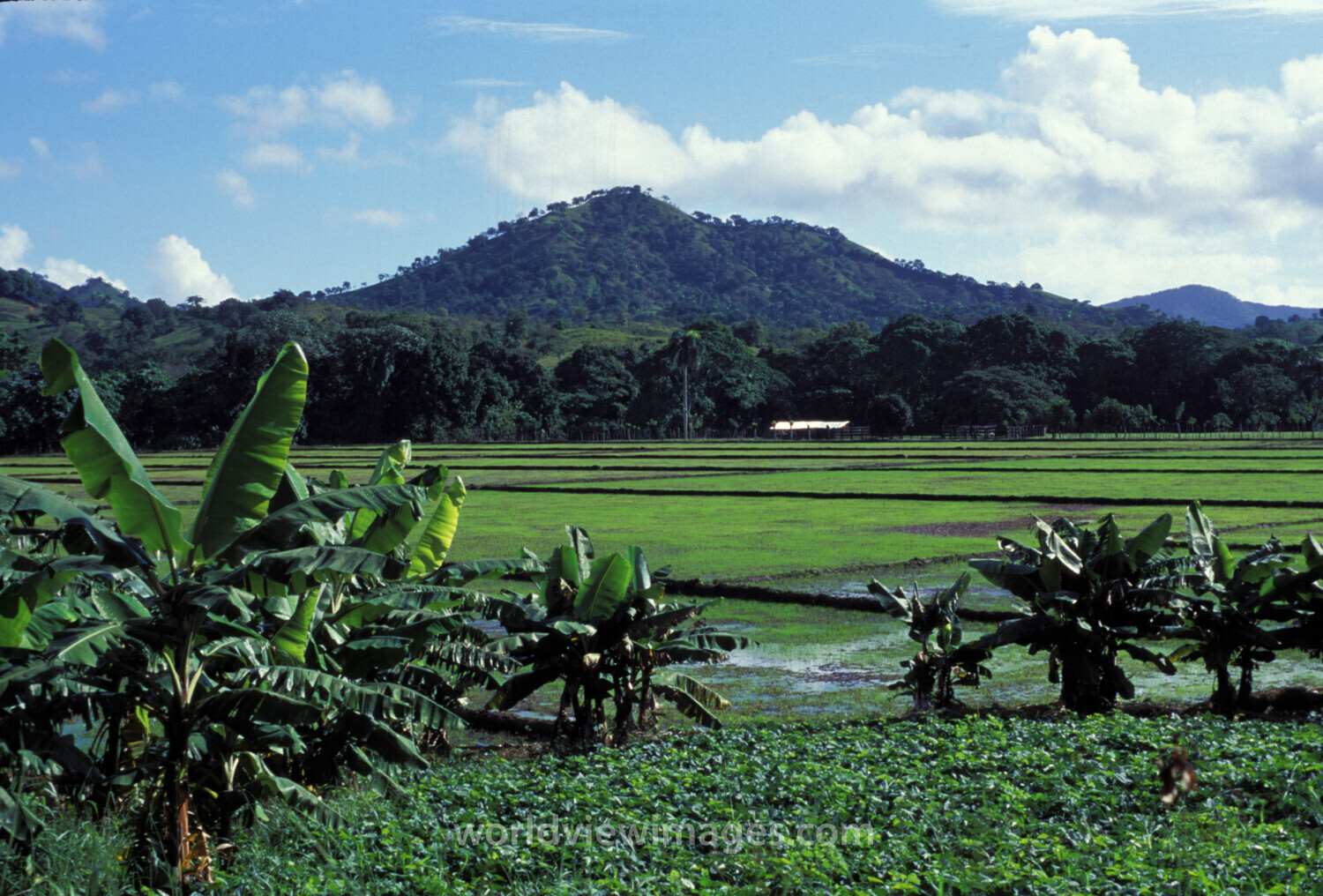 Rice Fields in The Domincan Republic
