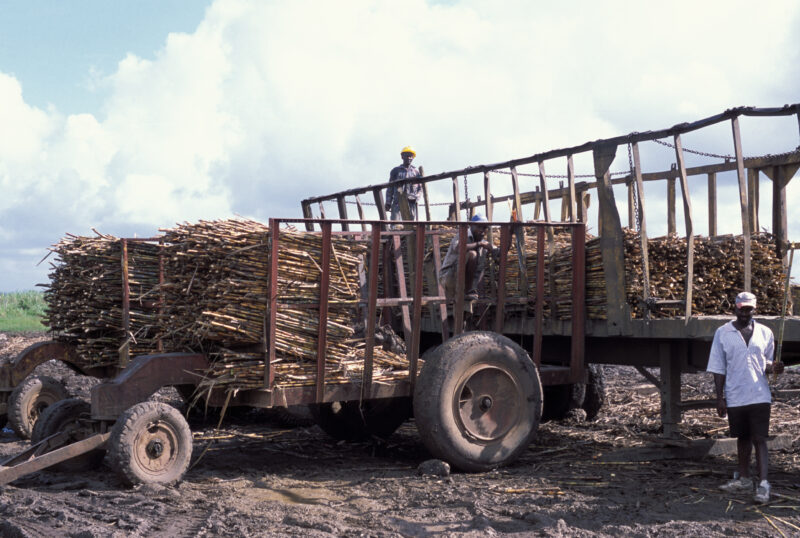 Sugar Cane Harvest — Migrants from Haiti work as virtual slaves in the sugar cane fields of the Dominican Republic — Dominican Republic, Harvest, harvesting,...