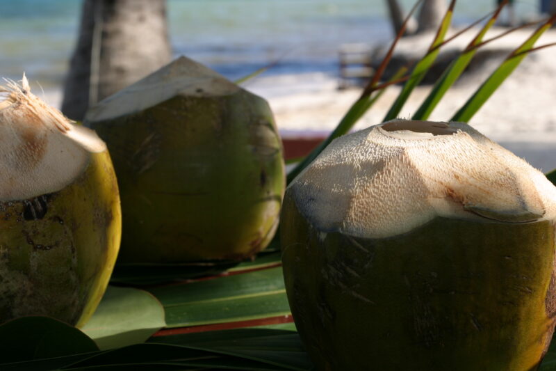Fresh Coconuts — Coconuts with tops cut ready to drink. — Dominican Republic, Caribbean, coconut, coconuts, drink