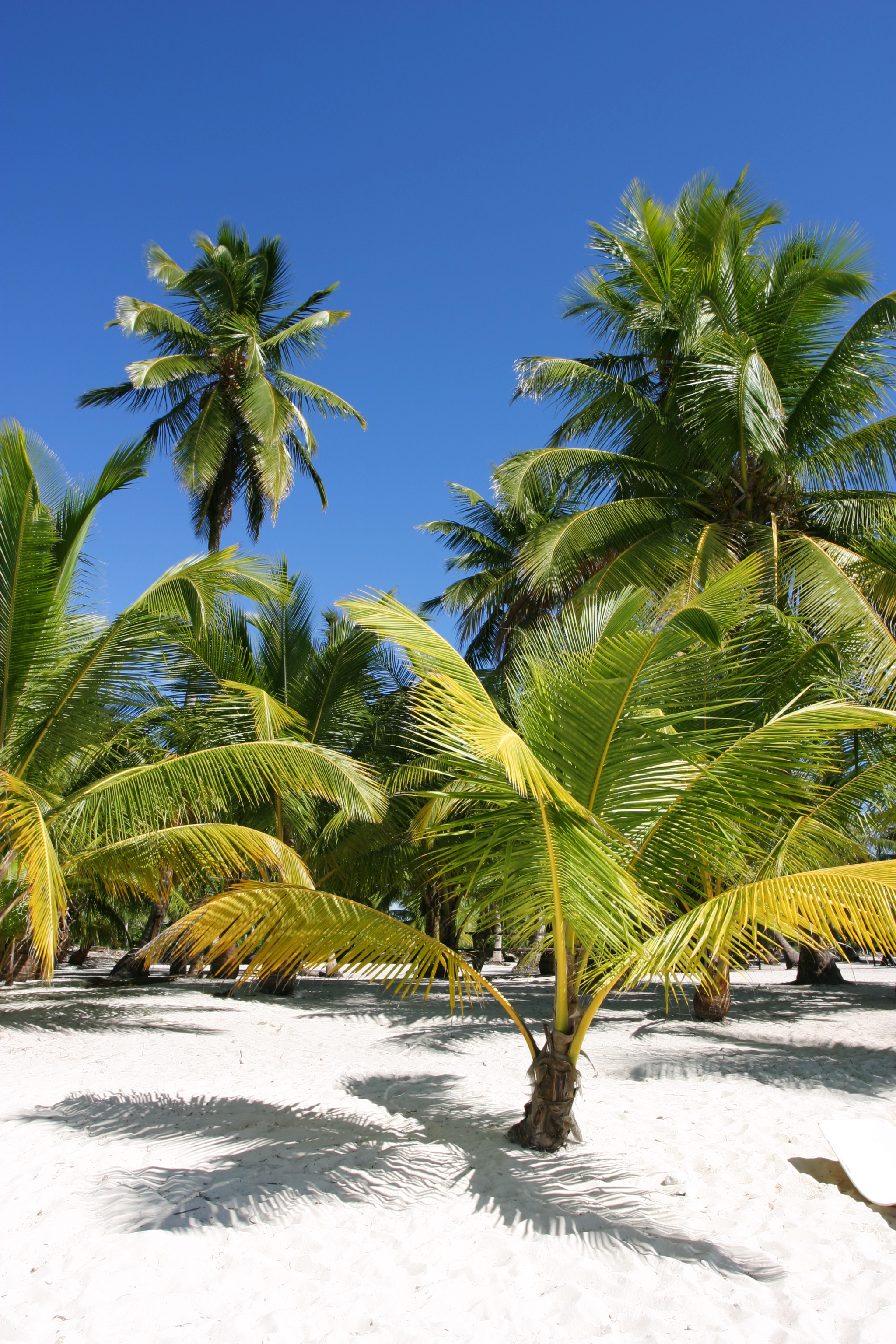 Beaches of Saona