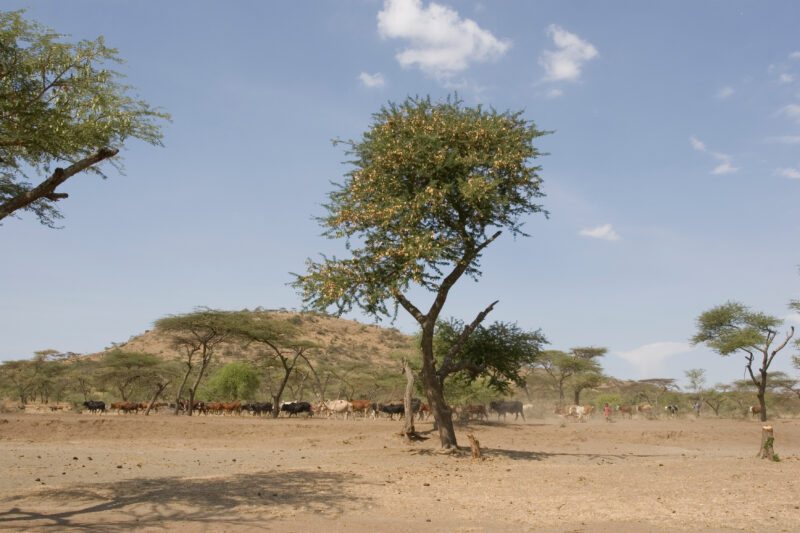 Taking Cows to the River to Drink — Ethiopia, Africa, African, Africans, Ethiopian