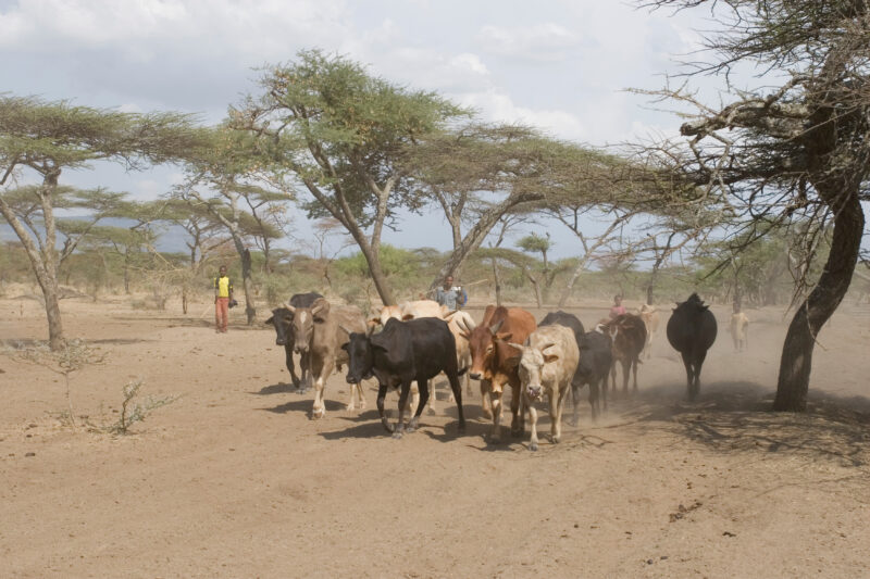 Taking Cows to the River to Drink — Vilagers take turns at driving the village cows to drink at a river about 10 kelometers from the village. — Ethiopia, Afr...