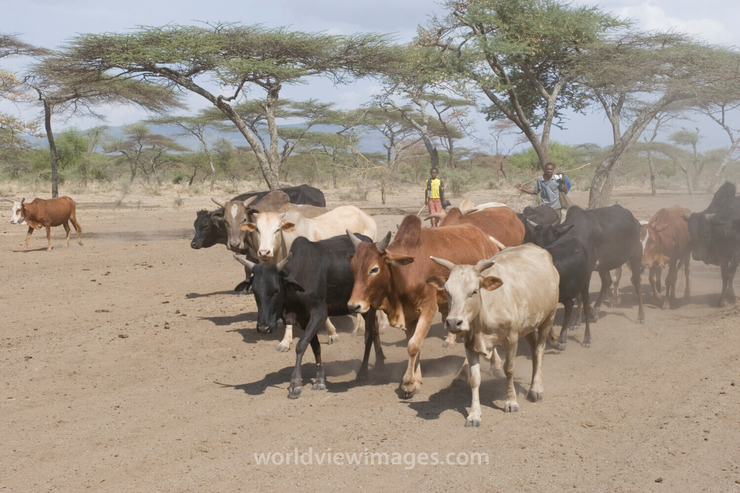 Taking Cows to the River to Drink