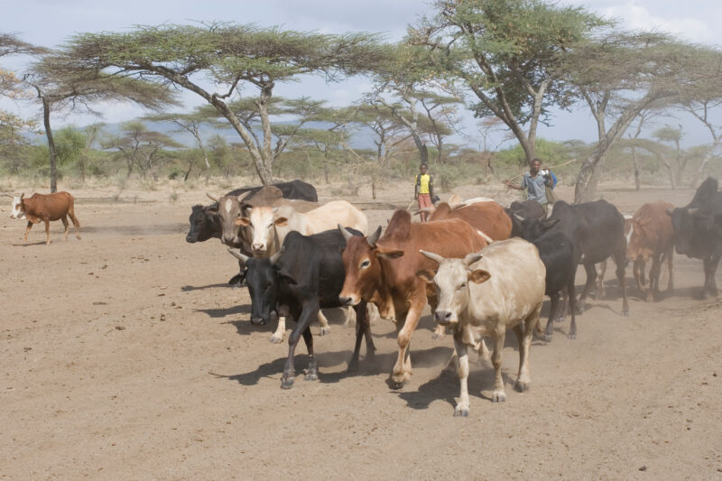 Taking Cows to the River to Drink — Vilagers take turns at driving the village cows to drink at a river about 10 kelometers from the village. — Ethiopia, Afr...