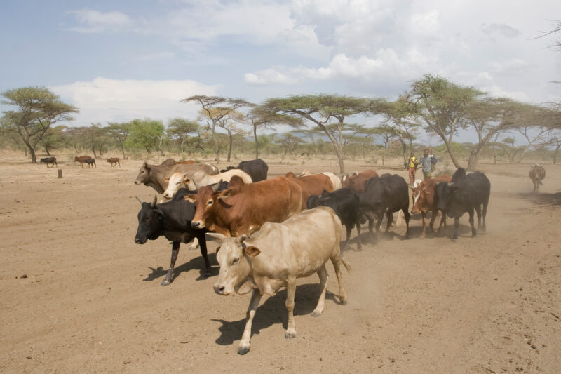 Taking Cows to the River to Drink — Vilagers take turns at driving the village cows to drink at a river about 10 kelometers from the village. — Ethiopia, Afr...