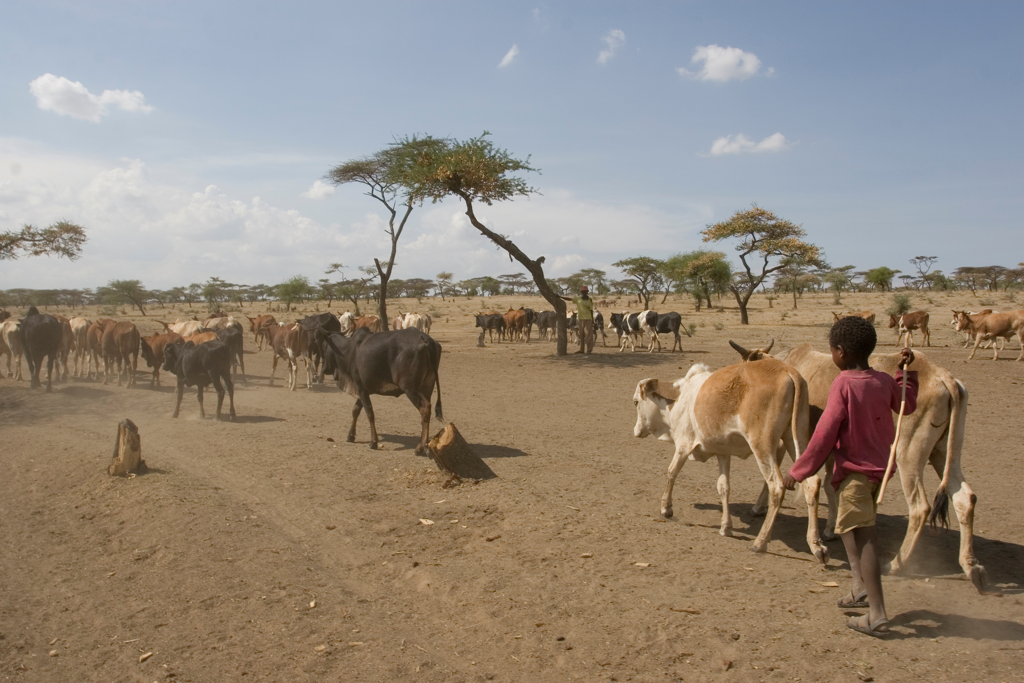 Taking Cows to the River to Drink