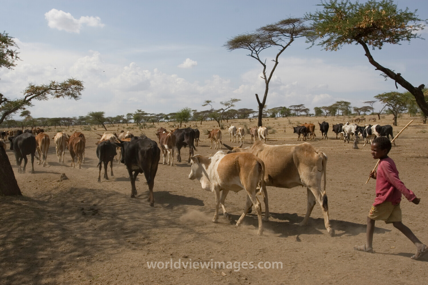 Taking Cows to the River to Drink