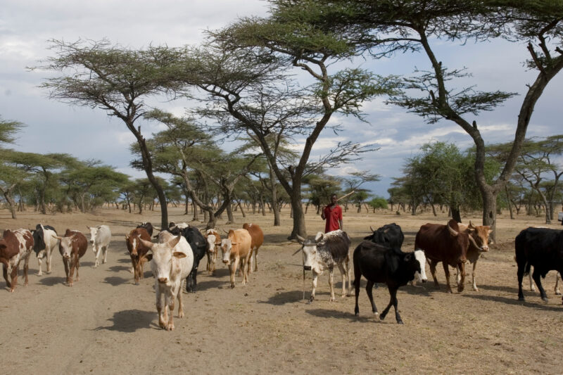 Taking Cows to the River to Drink — Vilagers take turns at driving the village cows to drink at a river about 10 kelometers from the village. — Ethiopia, Afr...
