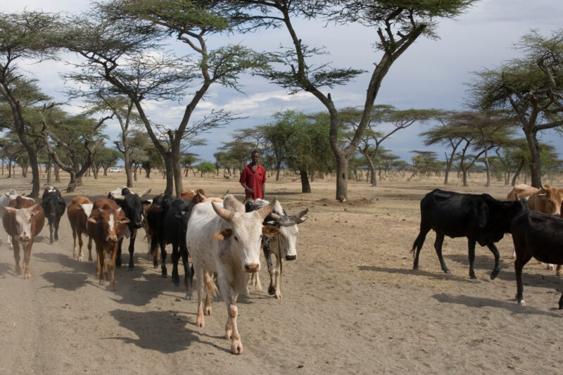 Taking Cows to the River to Drink — Vilagers take turns at driving the village cows to drink at a river about 10 kelometers from the village. — Ethiopia, Afr...