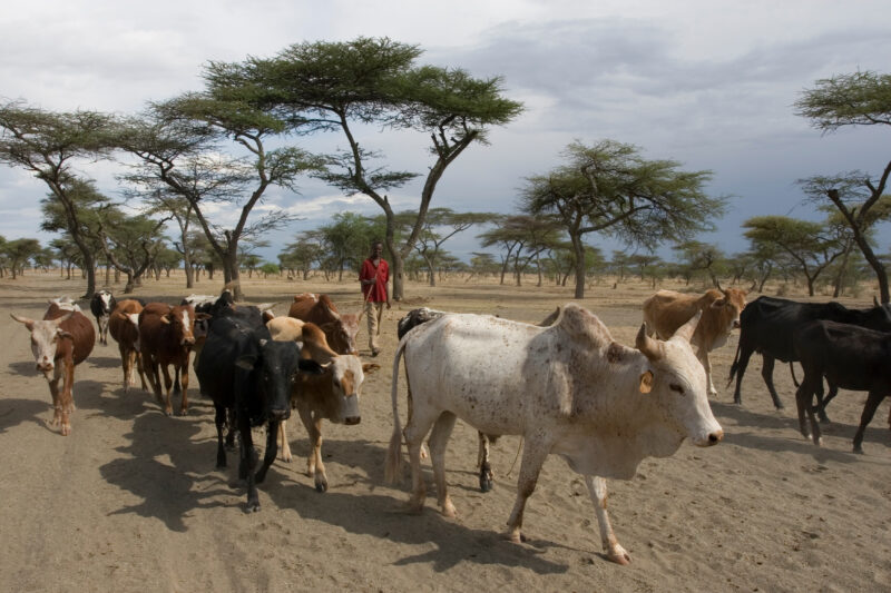 Taking Cows to the River to Drink — Vilagers take turns at driving the village cows to drink at a river about 10 kelometers from the village. — Ethiopia, Afr...