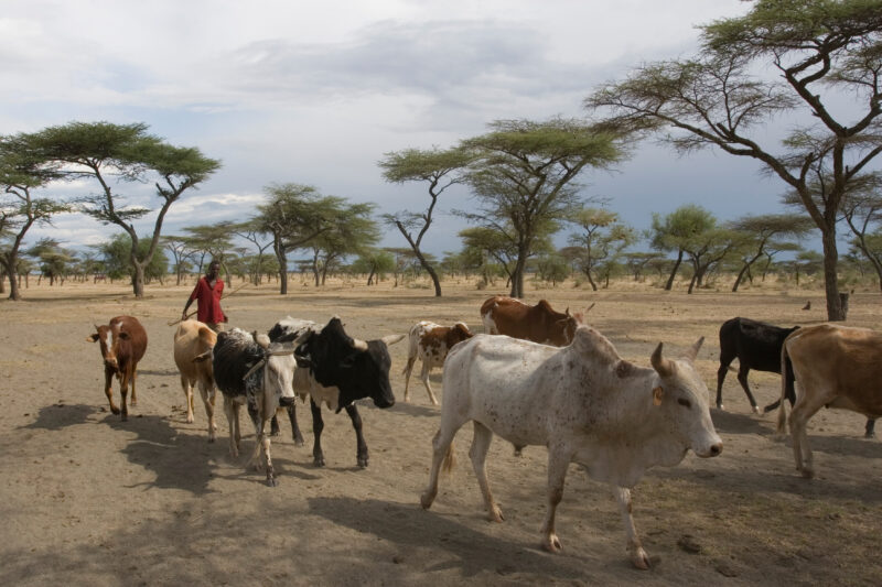 Taking Cows to the River to Drink — Vilagers take turns at driving the village cows to drink at a river about 10 kelometers from the village. — Ethiopia, Afr...