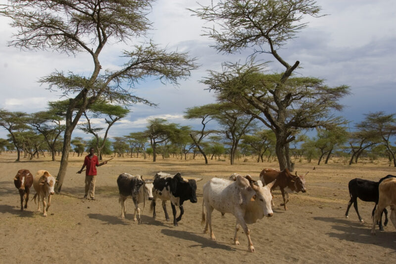 Taking Cows to the River to Drink — Vilagers take turns at driving the village cows to drink at a river about 10 kelometers from the village. — Ethiopia, Afr...