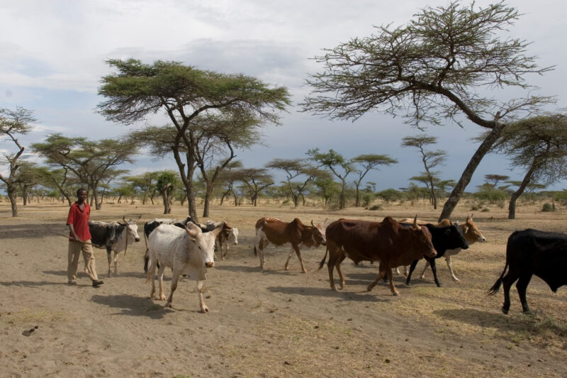 Taking Cows to the River to Drink — Vilagers take turns at driving the village cows to drink at a river about 10 kelometers from the village. — Ethiopia, Afr...