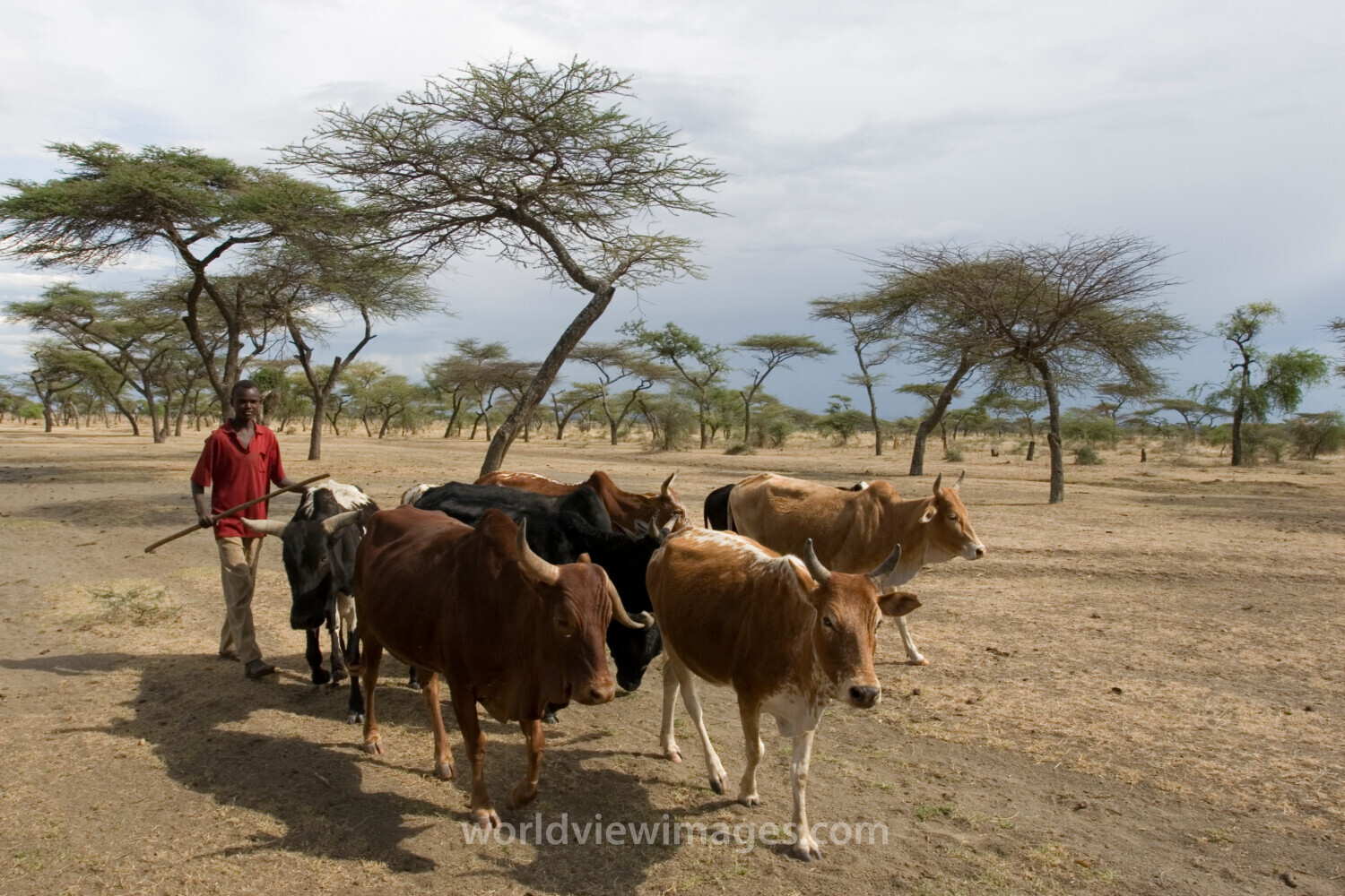Taking Cows to the River to Drink