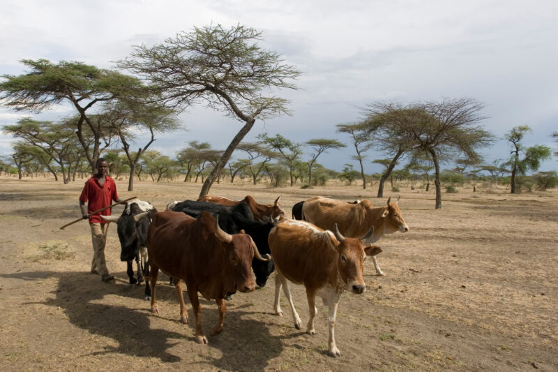 Taking Cows to the River to Drink — Vilagers take turns at driving the village cows to drink at a river about 10 kelometers from the village. — Ethiopia, Afr...