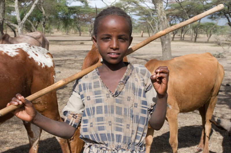 Girl in Ethiopia — Young girl works at driving the village cows to drink at a river about 10 kelometers from the village. — Ethiopia, Africa, African, Africa...
