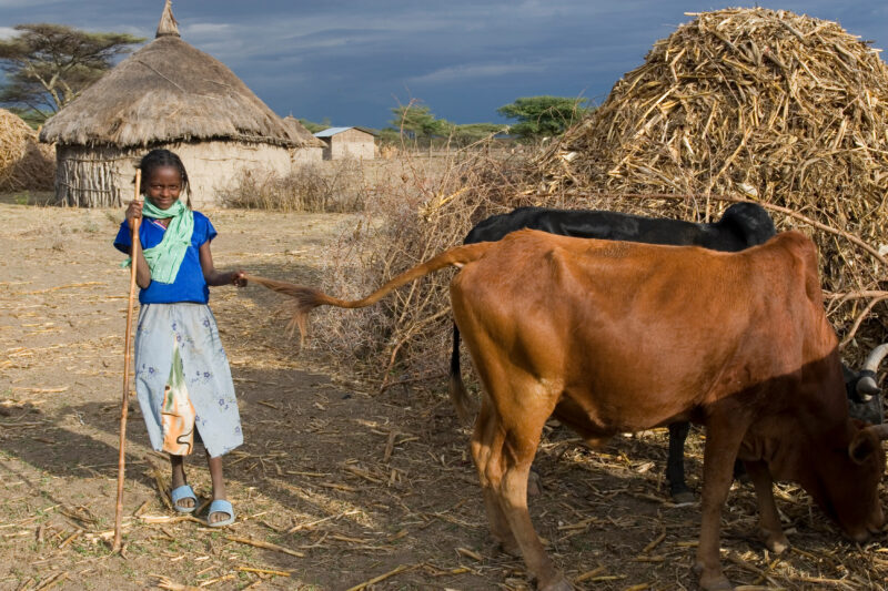 Watching the Family Cows — Young African girl tends to her family's livestock, as part of her after school chores — Ethiopia, Africa, African, Africans, Ethi...
