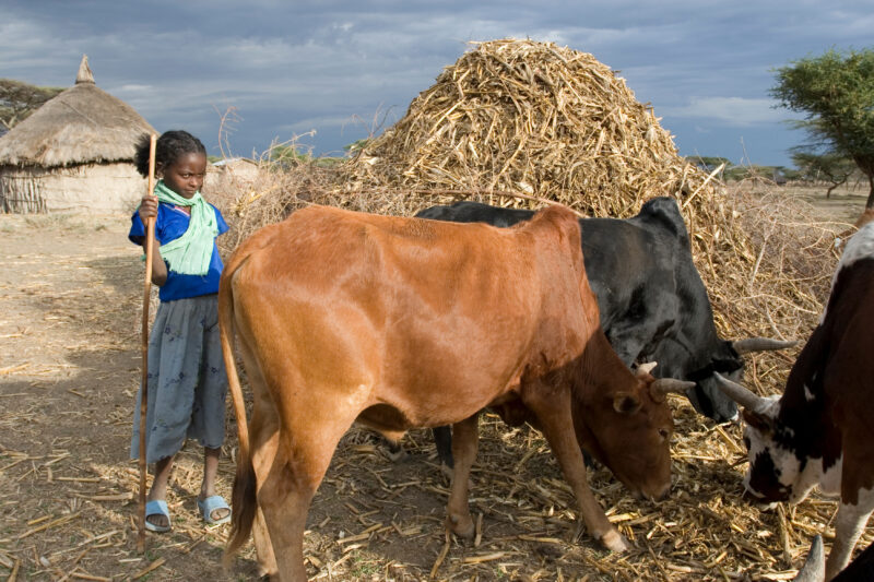 Watching the Family Cows — Young African girl tends to her family's livestock, as part of her after school chores — Ethiopia, Africa, African, Africans, Ethi...