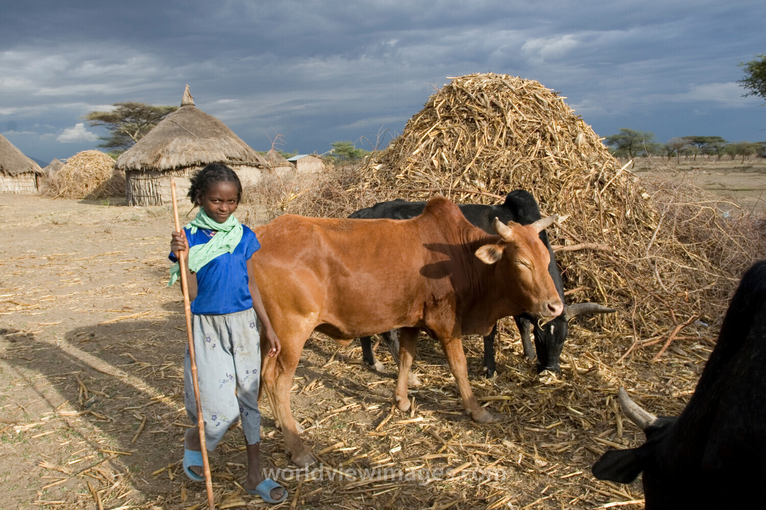 Watching the Family Cows