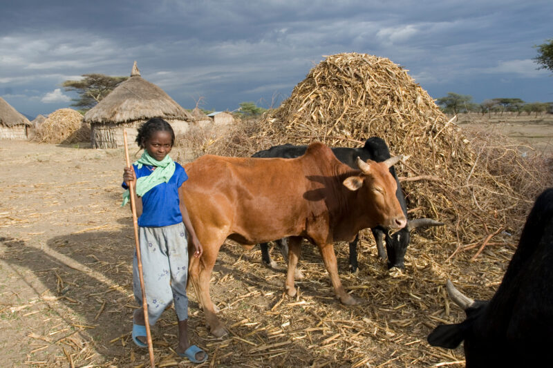 Watching the Family Cows — Young African girl tends to her family's livestock, as part of her after school chores — Ethiopia, Africa, African, Africans, Ethi...