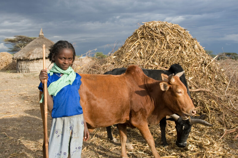 Watching the Family Cows — Young African girl tends to her family's livestock, as part of her after school chores — Ethiopia, Africa, African, Africans, Ethi...
