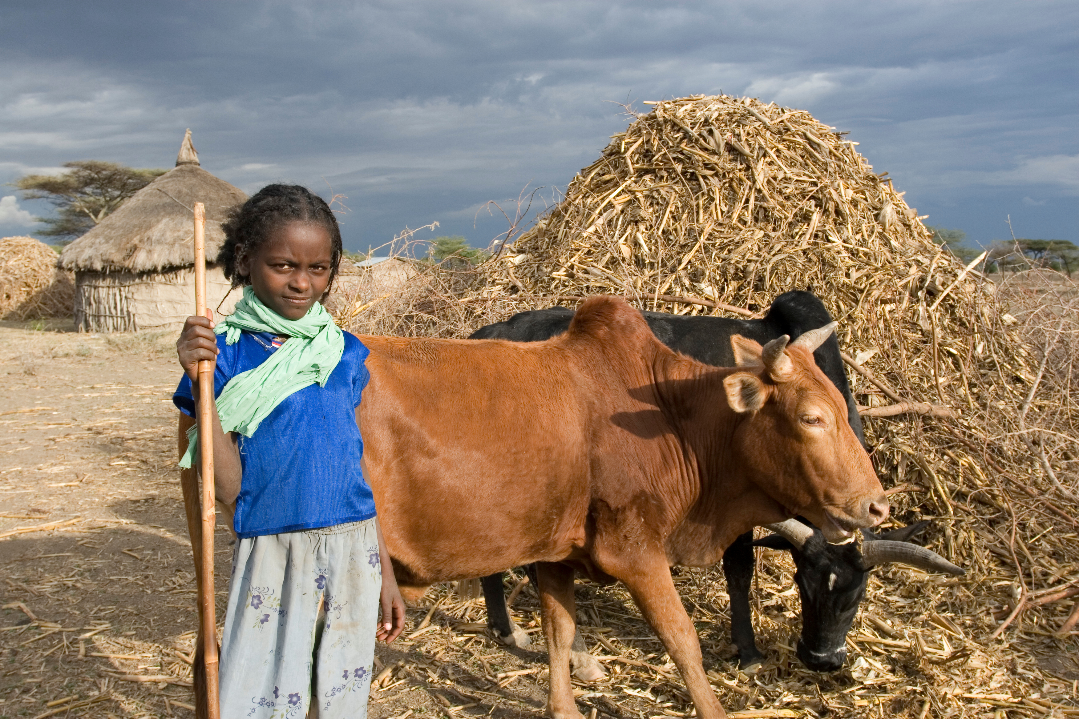 Watching the Family Cows