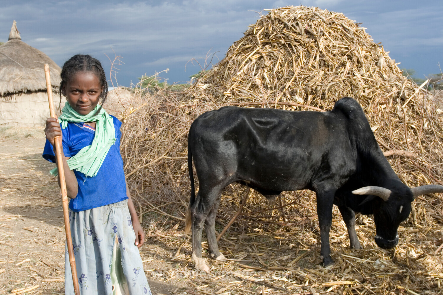 Watching the Family Cows