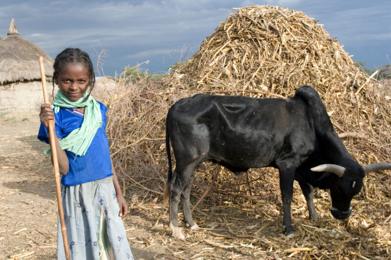 Watching the Family Cows — Young African girl tends to her family's livestock, as part of her after school chores — Ethiopia, Africa, African, Africans, Ethi...