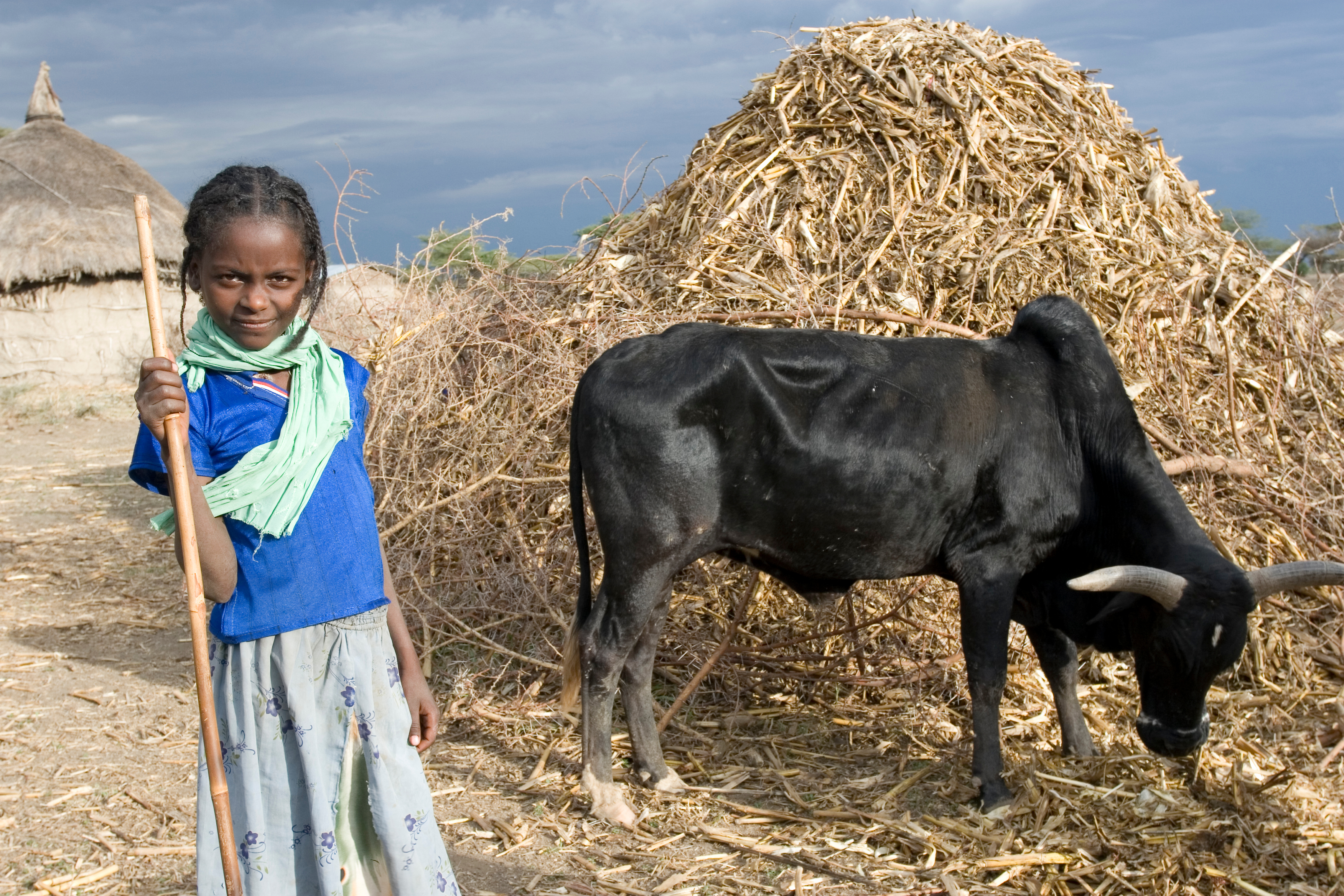 Watching the Family Cows