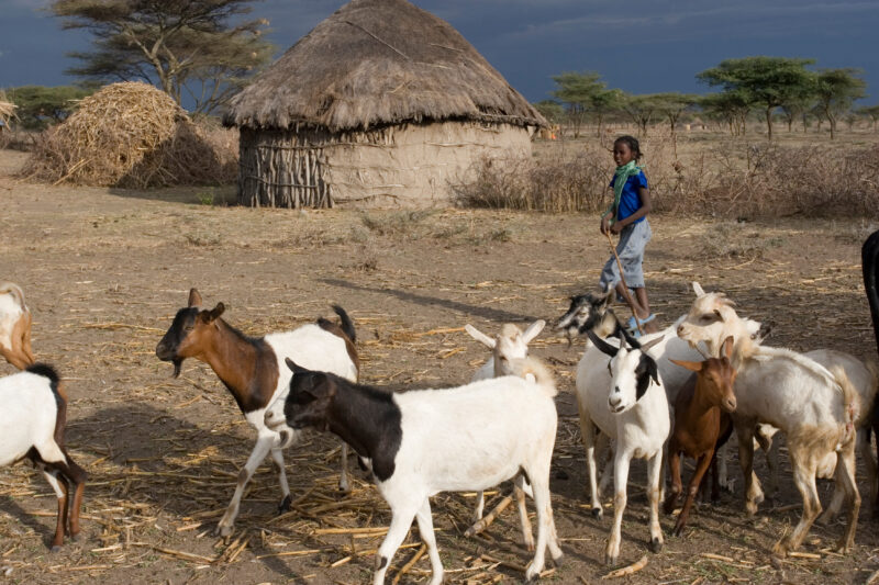Watching the family Goats — Young African girl tends to her family's livestock, as part of her after school chores — Ethiopia, Africa, African, Africans, Eth...