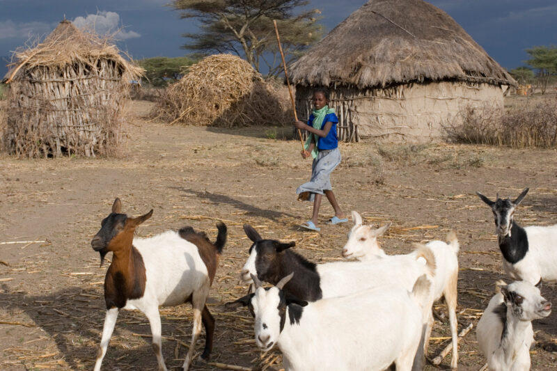 Watching the family Goats — Young African girl tends to her family's livestock, as part of her after school chores — Ethiopia, Africa, African, Africans, Eth...