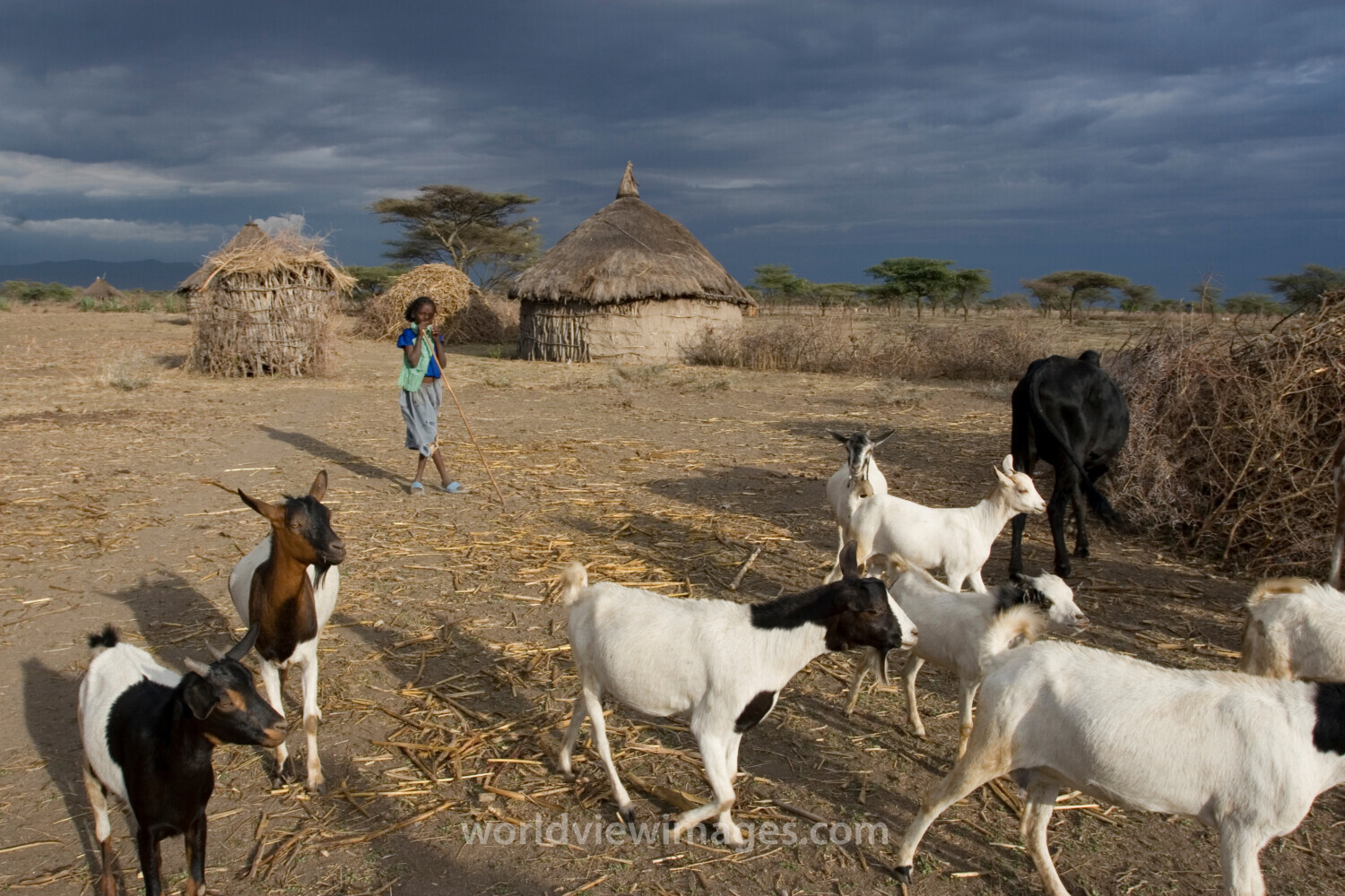 Watching the family Goats
