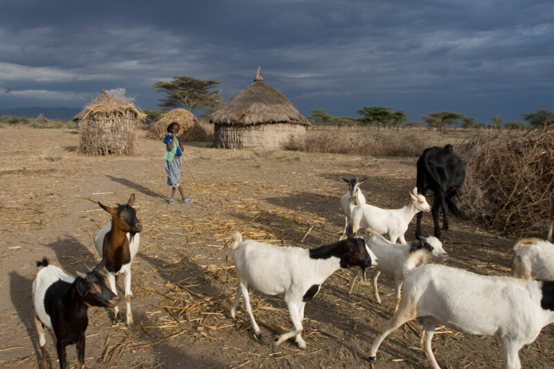 Watching the family Goats — Young African girl tends to her family's livestock, as part of her after school chores — Ethiopia, Africa, African, Africans, Eth...
