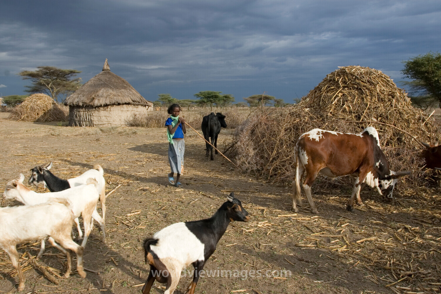 Watching the family Goats