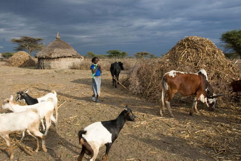 Watching the family Goats — Young African girl tends to her family's livestock, as part of her after school chores — Ethiopia, Africa, African, Africans, Eth...
