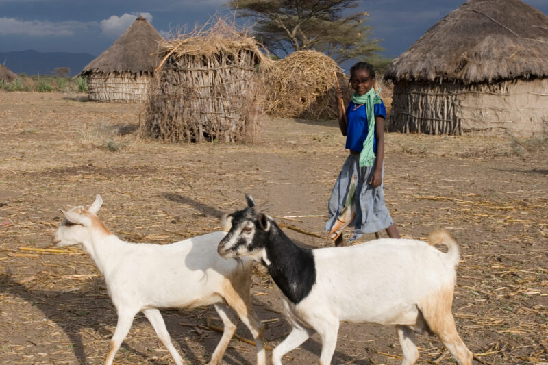 Watching the family Goats — Young African girl tends to her family's livestock, as part of her after school chores — Ethiopia, Africa, African, Africans, Eth...