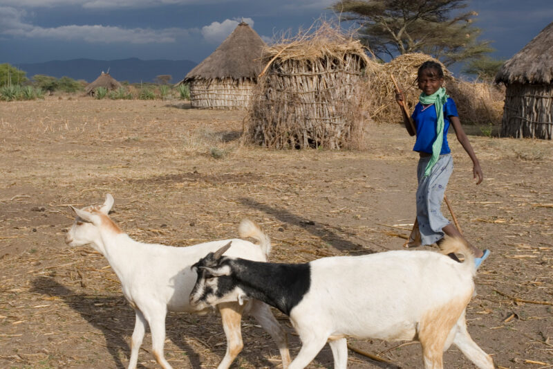 Watching the family Goats — Young African girl tends to her family's livestock, as part of her after school chores — Ethiopia, Africa, African, Africans, Eth...